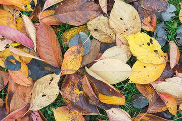 Colorful Autumn Leaves