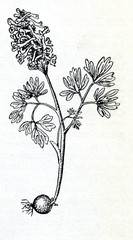 Fumewort (Corydalis solida)