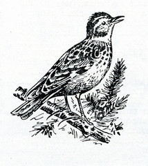 Fototapeta premium Woodlark (Lullula arborea)