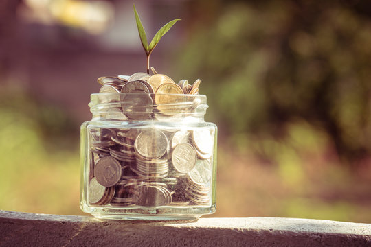 plant growing out of coins 