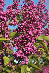 Spring Lilacs