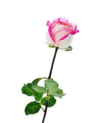 close up macro of a rose