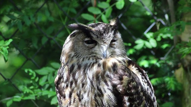 Eurasian Eagle Owl (Bubo Bubo) Closeup