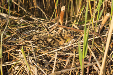 Bird's nest in natural habitat.