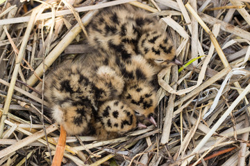 Bird's nest in natural habitat.