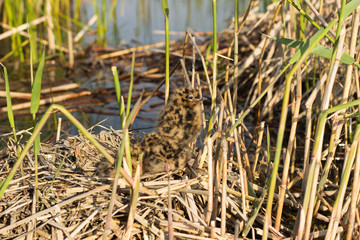 Bird's nest in natural habitat. 