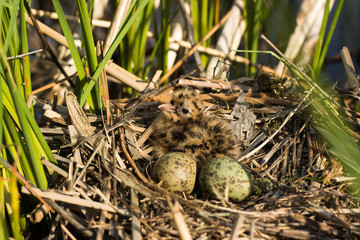 Bird's nest in natural habitat. 