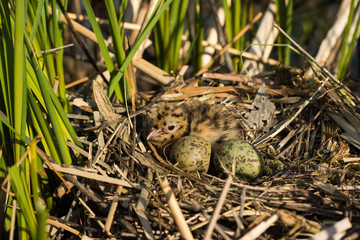 Bird's nest in natural habitat. 