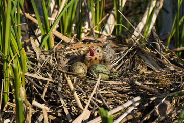 Bird's nest in natural habitat. 