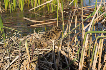 Bird's nest in natural habitat. 