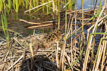 Bird's nest in natural habitat. 