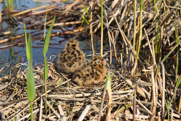 Bird's nest in natural habitat. 