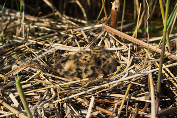 Bird's nest in natural habitat.