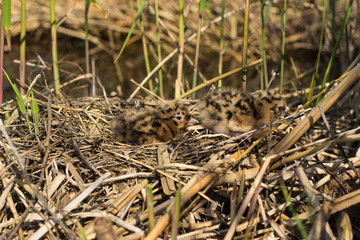 Bird's nest in natural habitat.