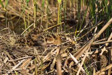 Bird's nest in natural habitat.