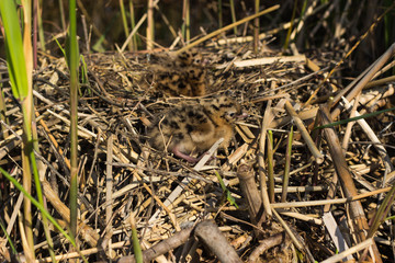 Bird's nest in natural habitat.