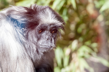 Gibbon de Muller