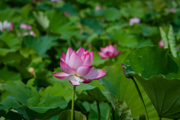 Lotus flower and Lotus flower plants