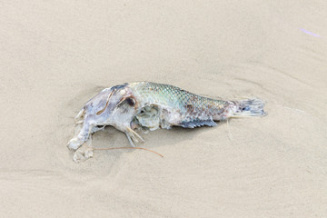 Close-up Rotten fish on the beach