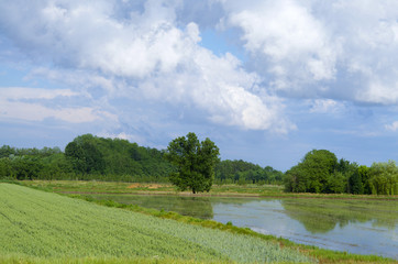 Fototapeta na wymiar countryside with rice paddies