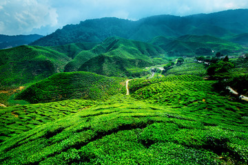 Cameron Highlands, Wzgórza Herbaciane © natanphoto