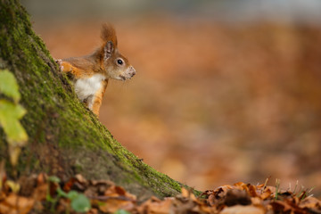 Cheeky red squirrel