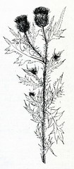 Spear thistle (Cirsium vulgare)