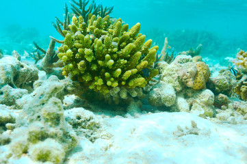 Naklejka na ściany i meble Coral reef at Maldives