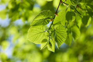 Green leaves background