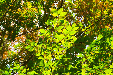 Green leaves background
