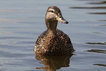 A duck (female) swims on the water.