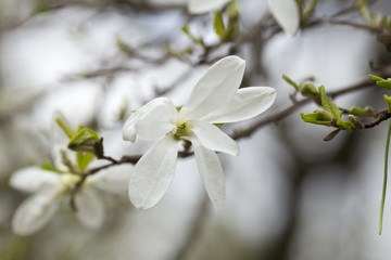 Obraz premium Magnolia.