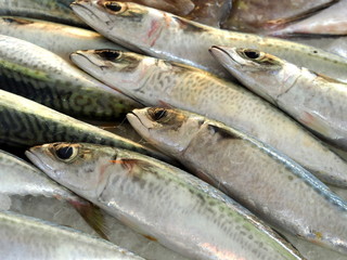 sardine