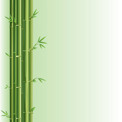 Bamboo vector design element.