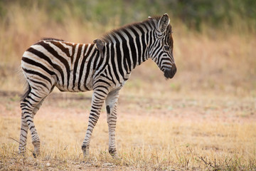Fototapeta na wymiar Small zebra foal standing with ox-pecker on his back