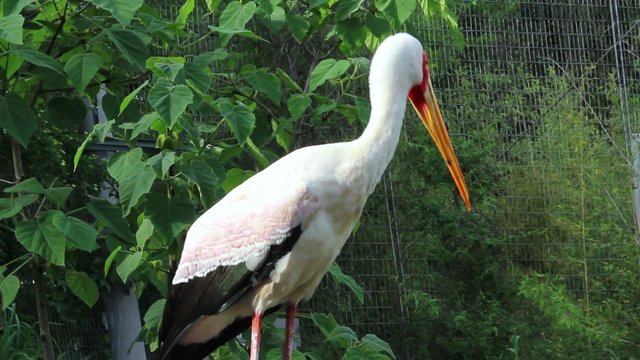 The Yellow-billed stork (Mycteria ibis)