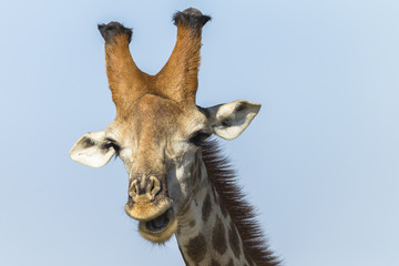 Giraffe Head Wildlife