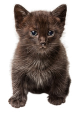Small cute black kitten isolated on white background