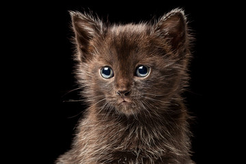 Little black kitten isolated on black background, close up
