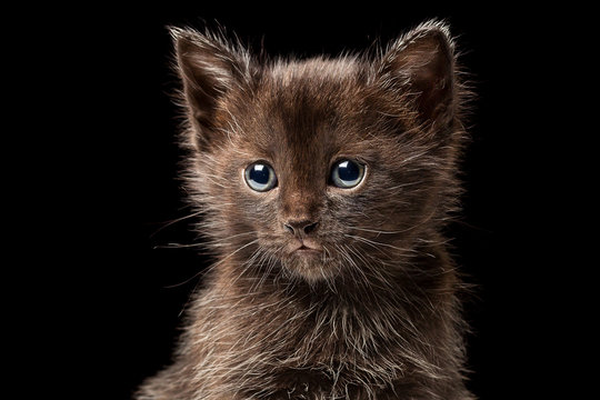Little black kitten isolated on black background, close up - Powered by Adobe