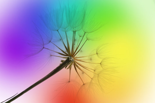  dandelion on rainbow background
