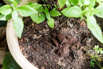 Spent coffee grounds being used as natural plants fertilizer