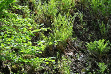 Aufgang zur Ritterburg Thurant an der Mosel