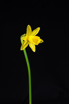 Miniature daff