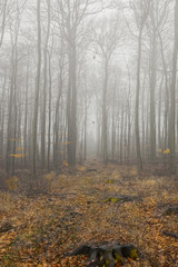 Nebel im Wald