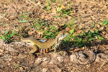 Butterfly lizard(Leiolepidinae) in nature