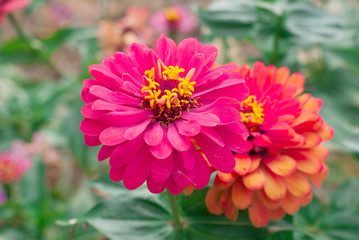 Zinnia flower (Zinnia violacea Cav.)