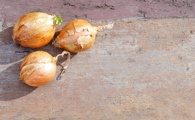 Three onions on wooden background