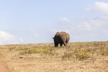 Rhino's Landscape