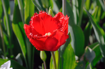 One red tulip with a fringe on a flower.